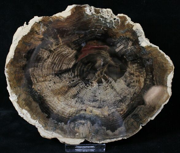 Petrified Wood (Locust) Slab - McDermitt, Oregon #19301